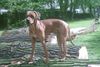Rhodesian Ridgeback Foto: BANTOU 11 monate (ID 11806) Rhodesian Ridgeback Hund