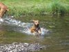 Rhodesian Ridgeback Hund