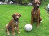 Rhodesian Ridgeback Foto: Schade!Die WM ist vorbei !!! (ID 33550) Rhodesian Ridgeback Hund