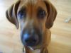 Rhodesian Ridgeback Hund