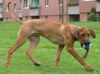 Rhodesian Ridgeback Hund