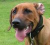 Rhodesian Ridgeback Hund