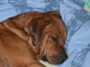 Rhodesian Ridgeback Foto: oh, ein riesenknuddel müder ridgi (ID 14910) Rhodesian Ridgeback Hund