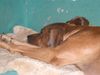 Rhodesian Ridgeback Foto: und noch ein müder ridgi, diesmal der kleine bruder! (ID 14911) Rhodesian Ridgeback Hund