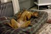 Rhodesian Ridgeback Hund