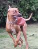 Rhodesian Ridgeback Foto: Ein irrer Blick (ID 24980) Rhodesian Ridgeback Hund