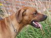 Rhodesian Ridgeback Foto (ID 24981) Rhodesian Ridgeback Hund