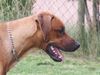 Rhodesian Ridgeback Foto (ID 24982) Rhodesian Ridgeback Hund