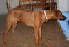 Rhodesian Ridgeback Foto (ID 19665) Rhodesian Ridgeback Hund