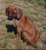 Rhodesian Ridgeback Hund