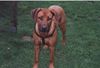 Rhodesian Ridgeback Foto (ID 16498) Rhodesian Ridgeback Hund