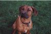 Rhodesian Ridgeback Foto: Bin ich nich ne hübsche? (ID 16690) Rhodesian Ridgeback Hund