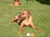 Rhodesian Ridgeback Foto (ID 12948) Rhodesian Ridgeback Hund