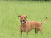 Rhodesian Ridgeback Foto (ID 12949) Rhodesian Ridgeback Hund