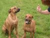 Rhodesian Ridgeback Foto (ID 12950) Rhodesian Ridgeback Hund