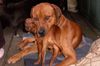Rhodesian Ridgeback Foto: RR und Zwergpinscher der sich für einen RR hält, kuscheln! (ID 25244) Rhodesian Ridgeback Hund