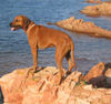 Rhodesian Ridgeback Foto: Mahsati (ID 29220) Rhodesian Ridgeback Hund