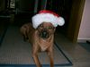 Rhodesian Ridgeback Foto (ID 16903) Rhodesian Ridgeback Hund