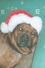 Rhodesian Ridgeback Foto: nikolaus? nein, nikopaco!!! (ID 16949) Rhodesian Ridgeback Hund