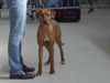 Rhodesian Ridgeback Hund