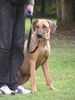 Rhodesian Ridgeback Hund