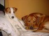 Rhodesian Ridgeback Foto: freunde (ID 9372) Rhodesian Ridgeback Hund