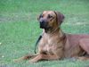 Rhodesian Ridgeback Hund