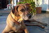 Rhodesian Ridgeback Foto: Sharana (ID 27809) Rhodesian Ridgeback Hund