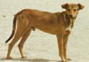Rhodesian Ridgeback Foto (ID 137) Rhodesian Ridgeback Hund