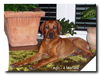 Rhodesian Ridgeback Hund