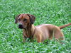 Rhodesian Ridgeback Foto: Indra im Alter von 2 Jahren (ID 46857) Rhodesian Ridgeback Hund