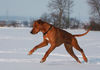 Rhodesian Ridgeback Hund