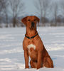 Rhodesian Ridgeback Hund