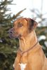 Rhodesian Ridgeback Foto: Macory's Chioke (Rufus) (ID 1707) Rhodesian Ridgeback Hund