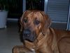 Rhodesian Ridgeback Foto: ...müde.... (ID 29051) Rhodesian Ridgeback Hund