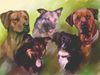 Rhodesian Ridgeback Foto: 2 ridgis und die hofdamen! (ID 16951) Rhodesian Ridgeback Hund