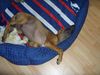 Rhodesian Ridgeback Hund