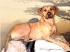 Rhodesian Ridgeback Foto: Bitte recht freundlich (ID 12478) Rhodesian Ridgeback Hund