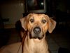 Rhodesian Ridgeback Foto: nah genug? (ID 19458) Rhodesian Ridgeback Hund