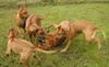 Rhodesian Ridgeback Foto: Rhodesian ridgebacks (ID 1173) Rhodesian Ridgeback Hund