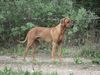 Rhodesian Ridgeback Foto: ohne Worte *schmacht* (ID 33317) Rhodesian Ridgeback Hund