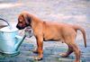 Rhodesian Ridgeback Foto (ID 16232) Rhodesian Ridgeback Hund