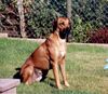Rhodesian Ridgeback Foto: Lövallans Kantara kommt aus Schweden und lebt jetzt im Saarland (ID 2332) Rhodesian Ridgeback Hund