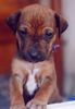 Rhodesian Ridgeback Foto: Hallo ich bin Tabita (ID 21413) Rhodesian Ridgeback Hund