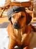 Rhodesian Ridgeback Foto: Sonnenschutz (ID 18998) Rhodesian Ridgeback Hund
