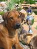 Rhodesian Ridgeback Foto: ich bin stolz (ID 21393) Rhodesian Ridgeback Hund