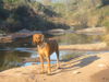 Rhodesian Ridgeback Foto: tabita in südfrankreich (ID 28399) Rhodesian Ridgeback Hund