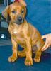 Rhodesian Ridgeback Foto: Shavano Ekundu Thora, 1 Monat alt (ID 4535) Rhodesian Ridgeback Hund