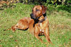 Rhodesian Ridgeback Hund