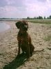 Rhodesian Ridgeback Foto: bantou am velouwemeer (ID 13425) Rhodesian Ridgeback Hund